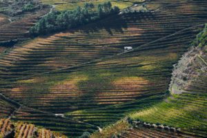 isolated building, vineyards, steep terraces, Douro Valley, Portugal isolated building, vineyards, steep terraces, Douro Valley, Portugal